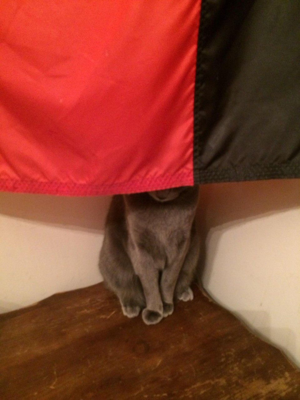 Кот я спрятался