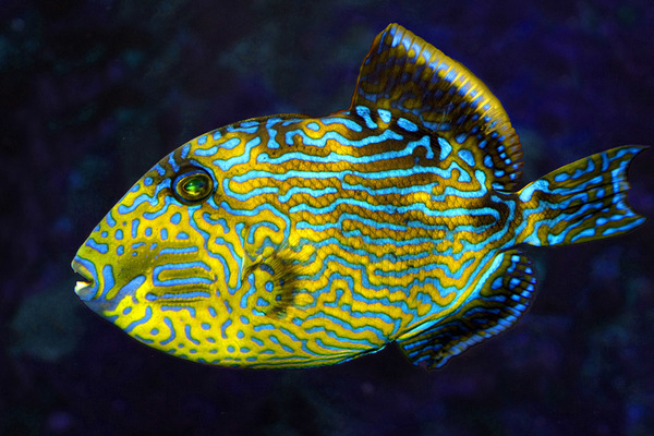 Многоликая рыба: мимикрия в морских водах