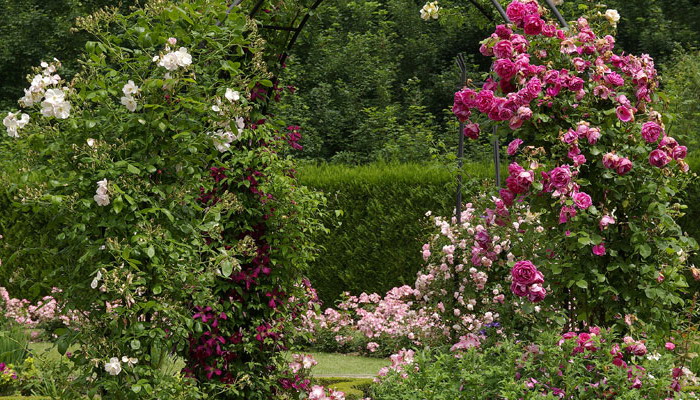 4497432_rosesingardeninspiration28 (700x400, 172Kb)