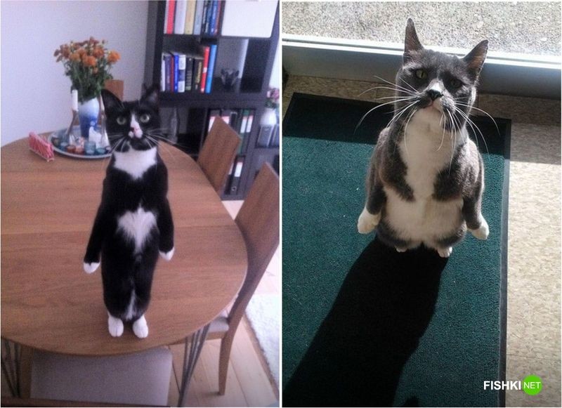 20 фотографий, доказывающих, что кошки медленно превращаются в людей 20 фотографий, доказывающих, что кошки медленно превращаются в людей кот, юмор