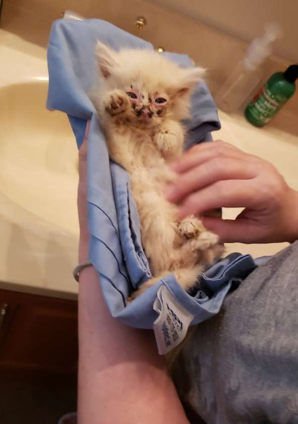 спасение котенка рыжий котенок