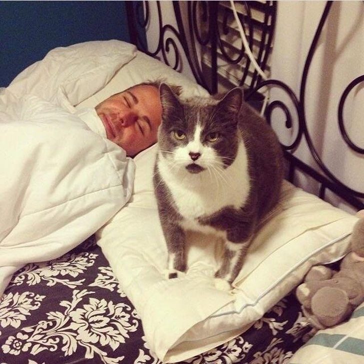 Безумные коты, которые плевать хотели на ваш авторитет)) Безумные коты, которые плевать хотели на ваш авторитет))