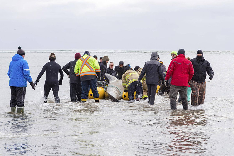 100 people save beached whale