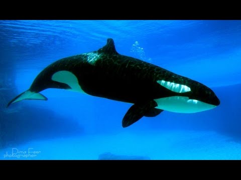 Суперхищники — Касатка (Документальные фильмы Nat Geo Wild HD)