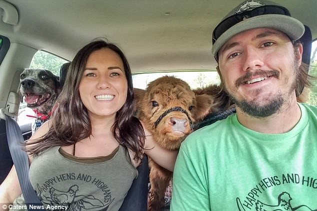 Отвергнутого стадом теленка воспитали собаки Отвергнутого стадом теленка воспитали собаки