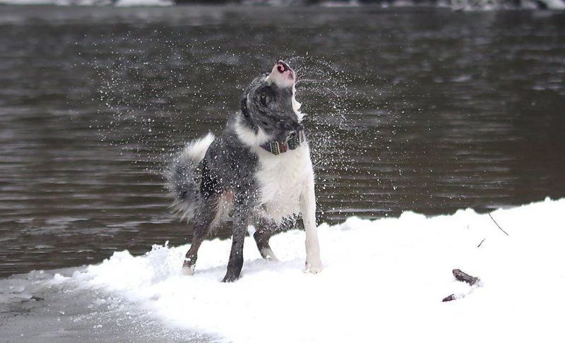 Бордер-колли Минкс Бордер-колли Минкс весело, вода, животные, забавно, мило, собаки, собачьи игры, фото
