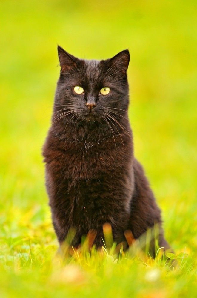 КОТЭ-ФАКТЫ. О ТОМ, ЧЕГО ВЫ НЕ ЗНАЛИ ОБ УСАТЫХ ЛЮБИМЦАХ! КОТЭ-ФАКТЫ. О ТОМ, ЧЕГО ВЫ НЕ ЗНАЛИ ОБ УСАТЫХ ЛЮБИМЦАХ!
