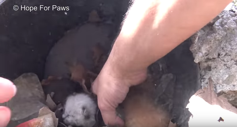 Кошка застряла в водосточной трубе со своими крошечными котятами Кошка застряла в водосточной трубе со своими крошечными котятами