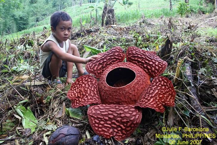 creepyplants55 Самые жуткие растения