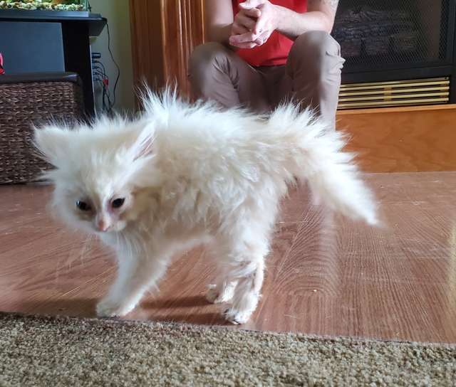 котенок нашел дом пушистый котенок