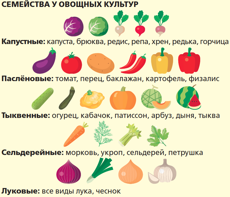 Планы на год 2019: 7 шагов к урожайным грядкам