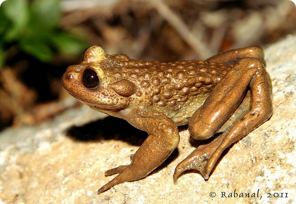 Лягушка Буллока (лат.Telmatobufo bullocki)