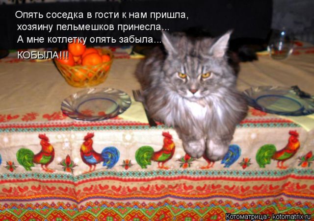 Котоматрицы великолепные, каждая с кусочком тепла, позитива и улыбкой!!! Всем добрых событий сегодня!!! Котоматрицы великолепные, каждая с кусочком тепла, позитива и улыбкой!!! Всем добрых событий сегодня!!!