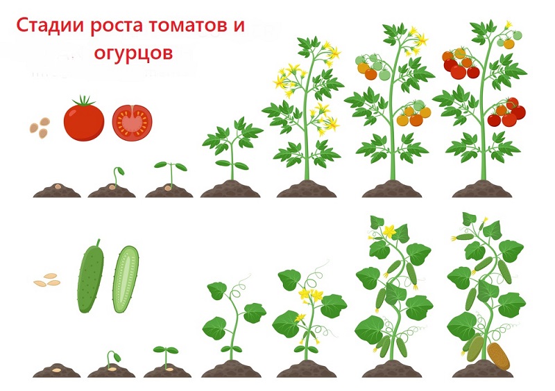 Схема посадки растений для дошкольников