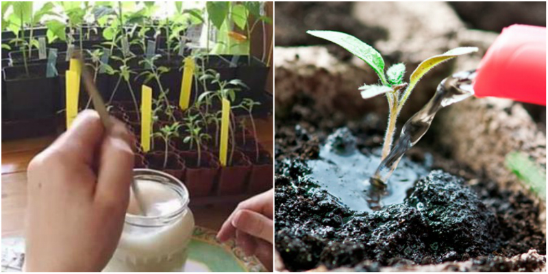 подкормка растений дрожжами