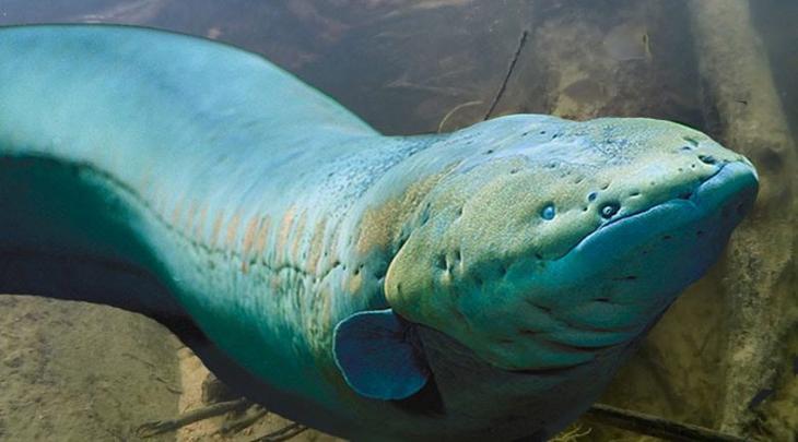 Монстры, живущие в Амазонке Монстры, живущие в Амазонке