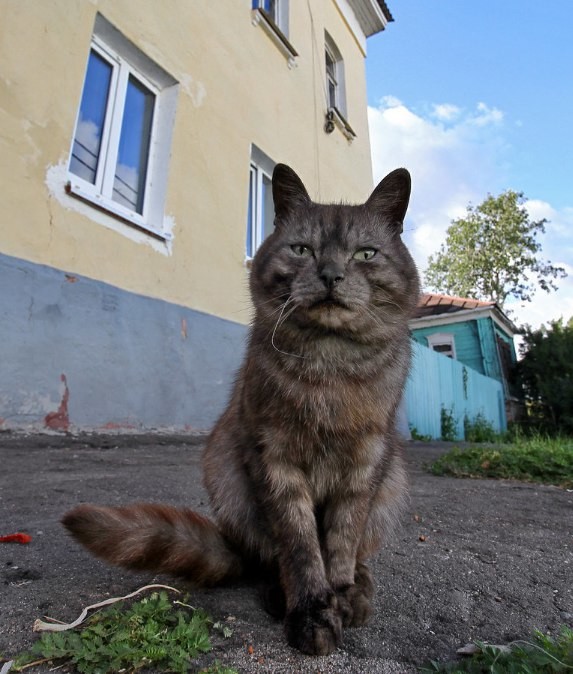 Очень колоритные уличные коты Очень колоритные уличные коты коты, окраины, улица, эстетика
