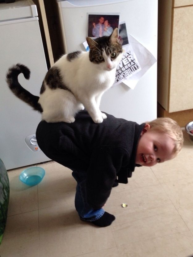 Почему мы любим кошек CatsGoldenHearts18 Почему мы любим кошек