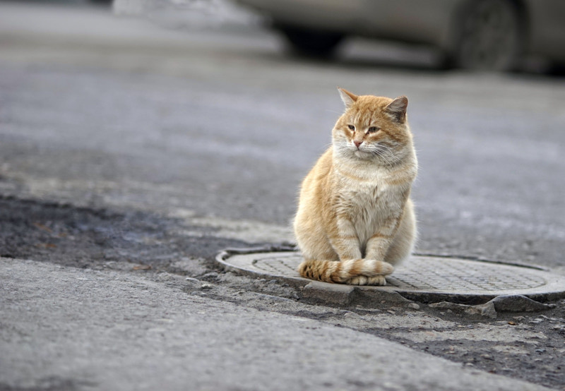 Очень колоритные уличные коты Очень колоритные уличные коты коты, окраины, улица, эстетика