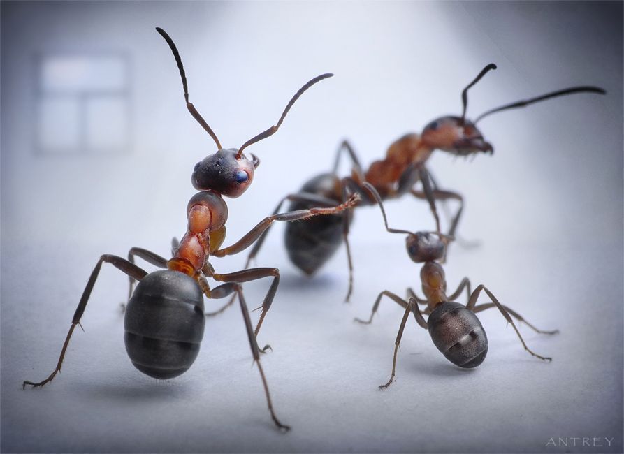 NewPix.ru - Муравьиная жизнь. Интервью с муравьиным фотографом NewPix.ru - Муравьиная жизнь. Интервью с муравьиным фотографом