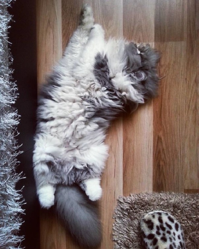 Спящий кот Кот лежит