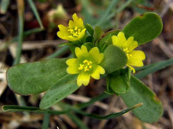 Портулак огородный - Portulaca oleracea. Портулак огородный - Portulaca oleracea.