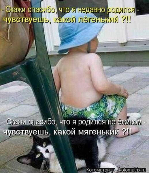 Без кота жизнь не та (50 фото ) Без кота жизнь не та (50 фото )