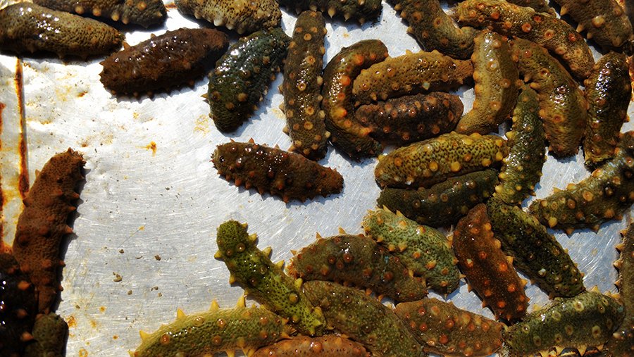 Glycobiology: морской огурец поможет в борьбе против рака