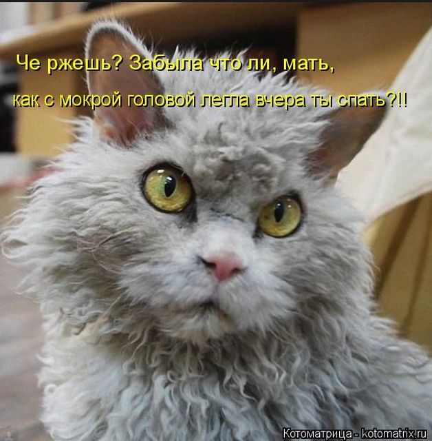 Котоматрицы великолепные, каждая с кусочком тепла, позитива и улыбкой!!! Всем добрых событий сегодня!!! Котоматрицы великолепные, каждая с кусочком тепла, позитива и улыбкой!!! Всем добрых событий сегодня!!!