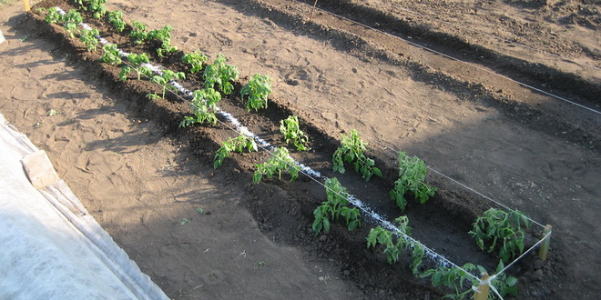 Как правильно выращивать помидоры в открытом грунте?