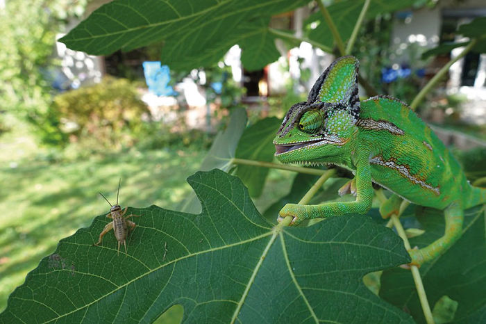 Runner Up, 1st Place Amazing In Animals By Maj Kastelic, Age 13, Slovenia