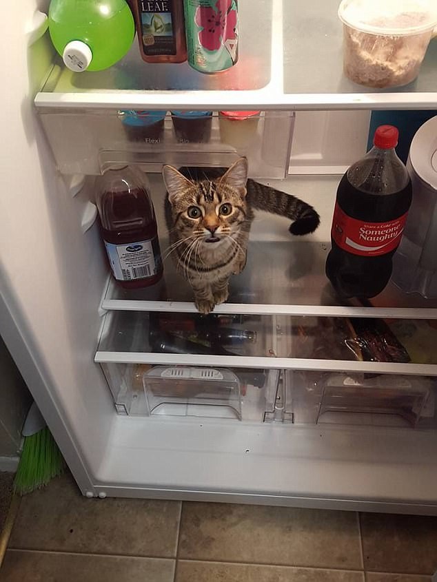 Лучшее место для кота! Лучшее место для кота! животные, коты, смешно, фото