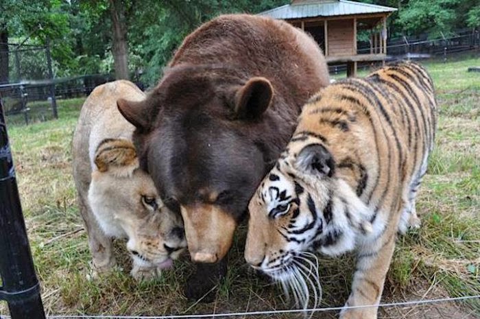 Необычная дружба льва, тигра и медведя