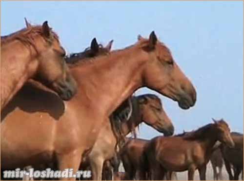 дикие лошади на острове
