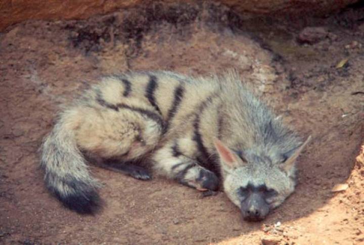 https://i2.wp.com/vicer.ru/wp-content/uploads/2015/11/aardwolf-%D0%B7%D0%B5%D0%BC%D0%BB%D1%8F%D0%BD%D0%BE%D0%B9-%D0%B2%D0%BE%D0%BB%D0%BA-8.jpg?resize=720%2C485