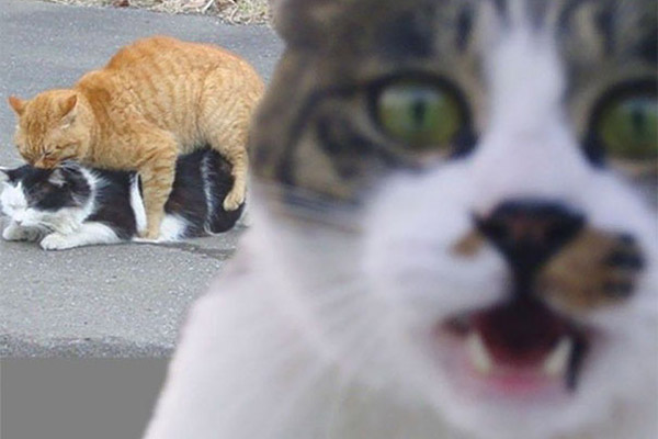 6 Коты, которые пытались <br> испортить снимок