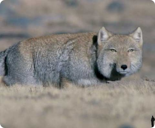 Странные и редкие животные