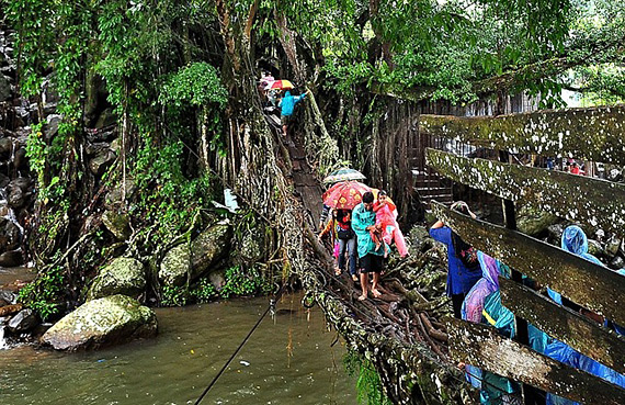    Jembatan Akar