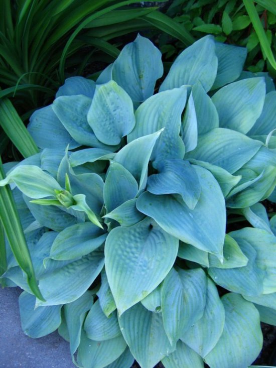 476541f9df.19-fragrant-blue.jpg