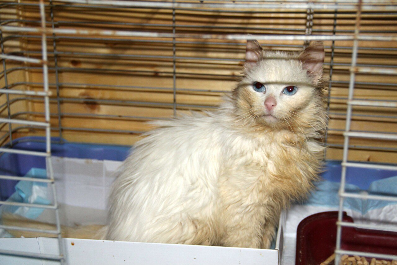 Брошенной кошке нужен дом. Брошенной кошке нужен дом.