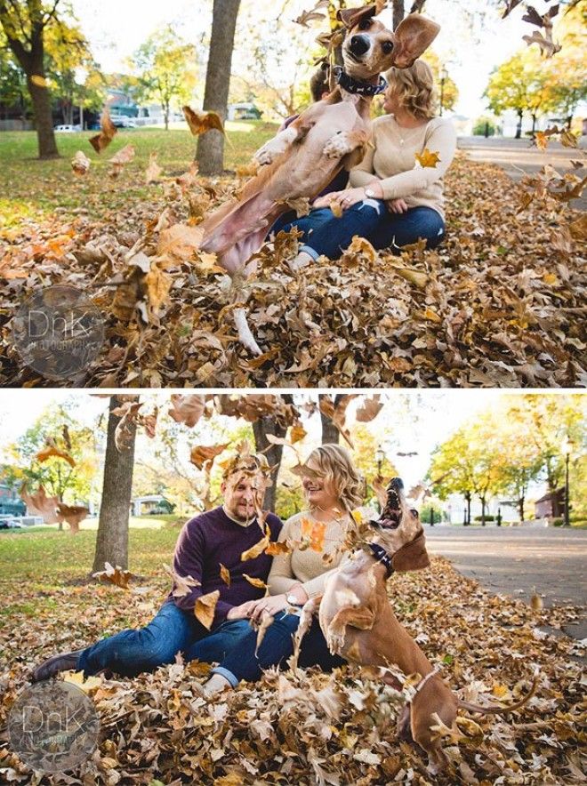 25 уморительных фотографий на которых неожиданно появилась собака 25 уморительных фотографий на которых неожиданно появилась собака