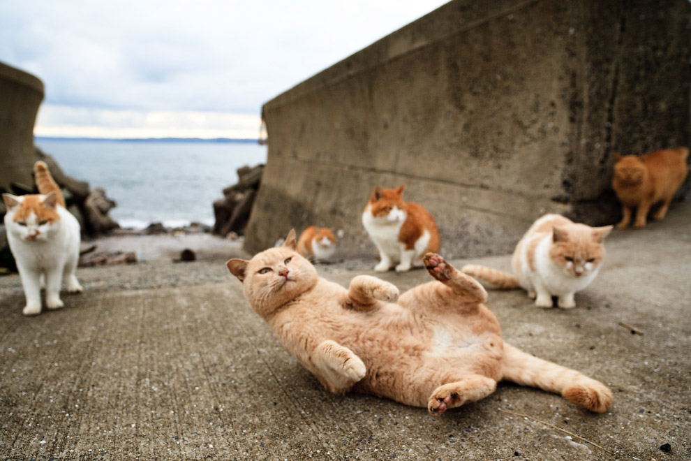 <p>Существует остров, на котором кошек больше, чем людей.</p>