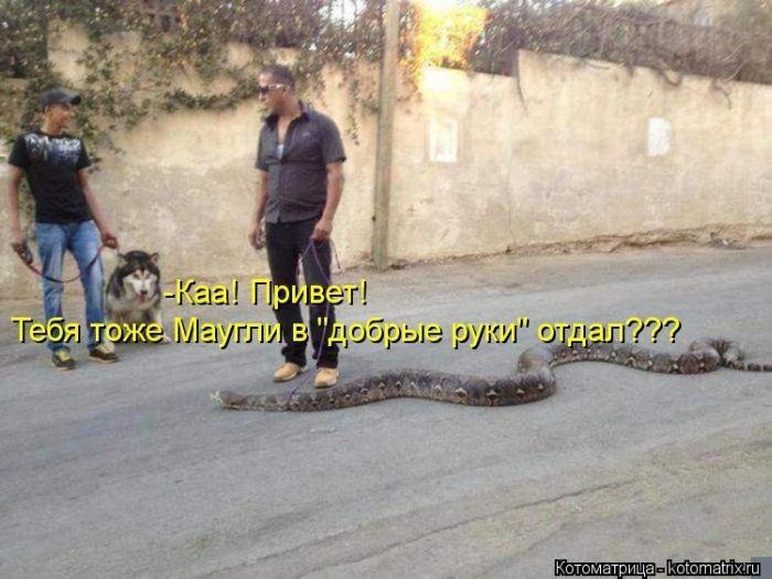 Без кота жизнь не та (50 фото ) Без кота жизнь не та (50 фото )