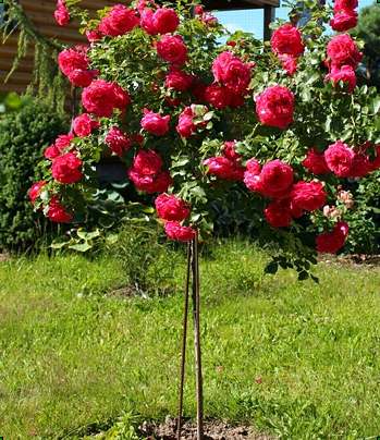 роза Rosarium Uetersen  