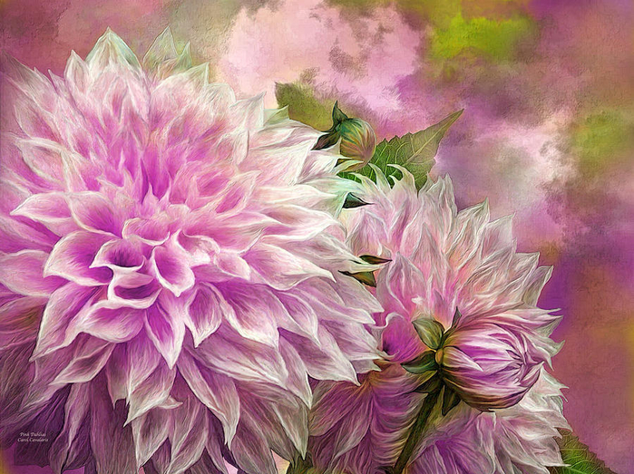 pink-dahlias-carol-cavalaris (700x523, 517Kb)