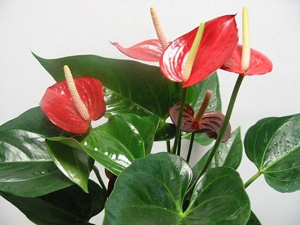 Десять растений,которые принесут в Ваш дом любовь
