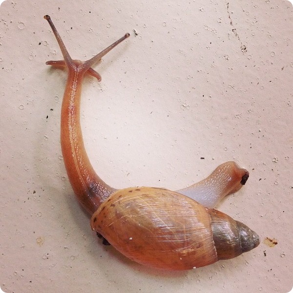 - - (.Euglandina rosea)