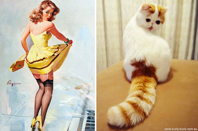 15 кошек, позирующих в стиле красоток Pin Up