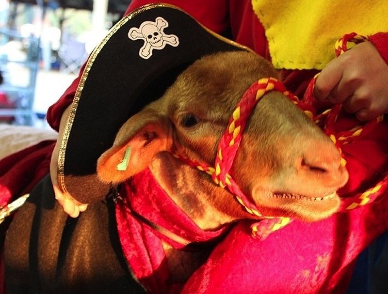 smilinggoats07 Козляшки улыбашки