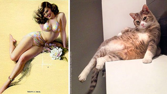 15 кошек, позирующих в стиле красоток Pin Up